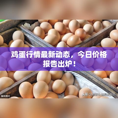 雞蛋行情最新動態(tài)，今日價格報告出爐！