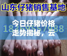 今日仔豬價格走勢揭秘，云南市場最新動態(tài)一網(wǎng)打盡