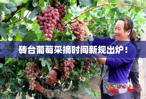 磚臺葡萄采摘時間新規(guī)出爐！
