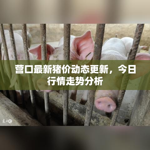 營(yíng)口最新豬價(jià)動(dòng)態(tài)更新，今日行情走勢(shì)分析