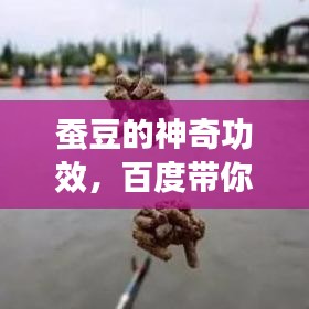 蠶豆的神奇功效，百度帶你探索未知的健康奧秘！