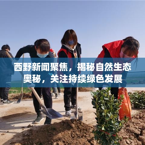 西野新聞聚焦，揭秘自然生態(tài)奧秘，關(guān)注持續(xù)綠色發(fā)展