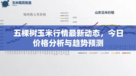 五棵樹玉米行情最新動(dòng)態(tài)，今日價(jià)格分析與趨勢(shì)預(yù)測(cè)