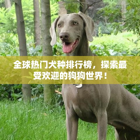 全球熱門(mén)犬種排行榜，探索最受歡迎的狗狗世界！