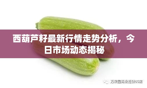 西葫蘆籽最新行情走勢分析，今日市場動態(tài)揭秘