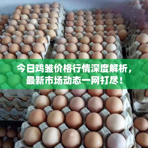 今日雞雛價格行情深度解析，最新市場動態(tài)一網打盡！