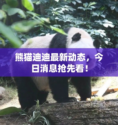 熊貓迪迪最新動態(tài)，今日消息搶先看！