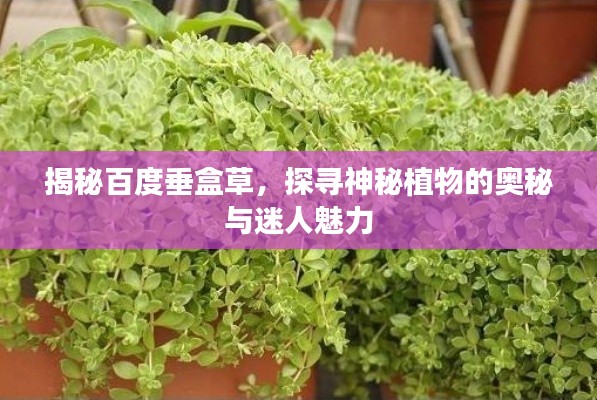 揭秘百度垂盒草，探尋神秘植物的奧秘與迷人魅力