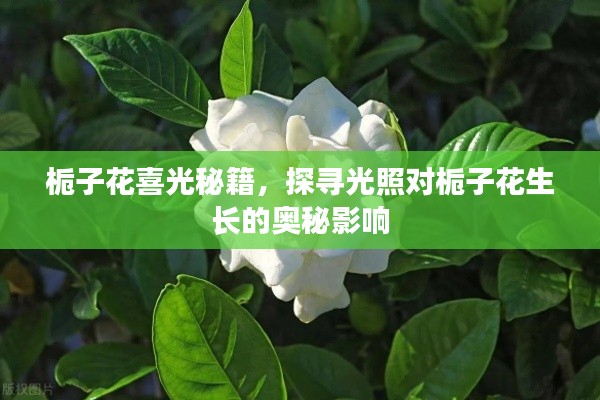 梔子花喜光秘籍，探尋光照對(duì)梔子花生長(zhǎng)的奧秘影響