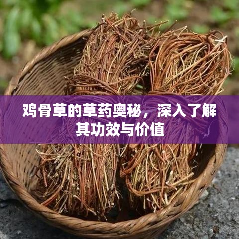 雞骨草的草藥奧秘，深入了解其功效與價值
