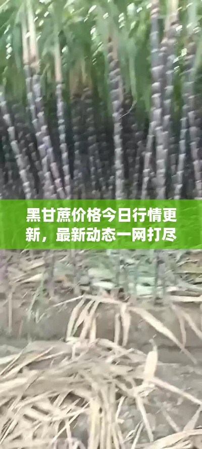 風(fēng)流瀟灑 第3頁(yè)