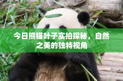 今日熊貓葉子實拍探秘，自然之美的獨特視角