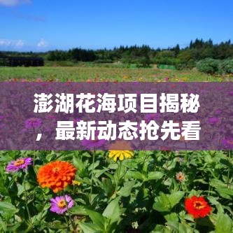 澎湖花海項目揭秘，最新動態(tài)搶先看！