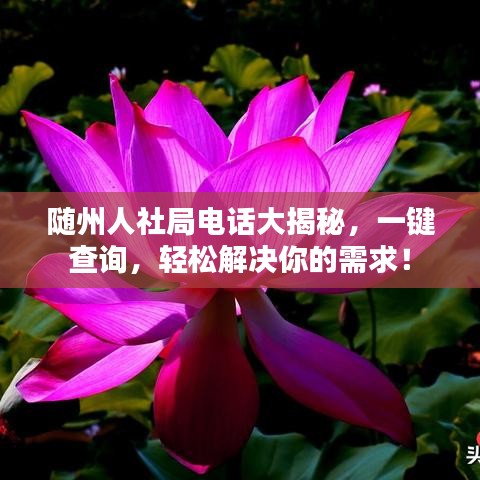 隨州人社局電話大揭秘，一鍵查詢，輕松解決你的需求！