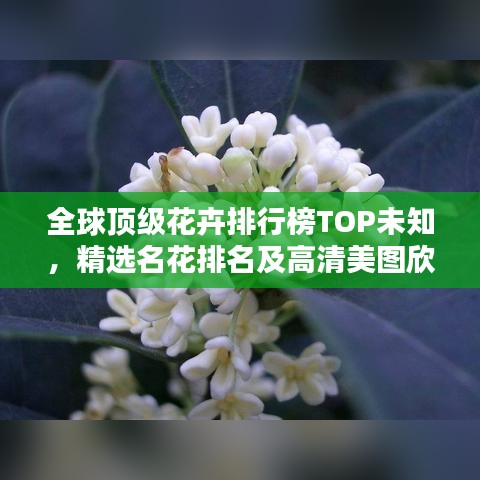 全球頂級(jí)花卉排行榜TOP未知，精選名花排名及高清美圖欣賞