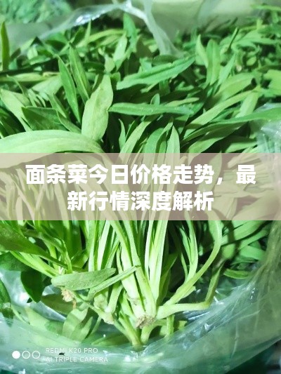 面條菜今日價(jià)格走勢(shì)，最新行情深度解析