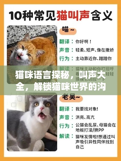 貓咪語(yǔ)言探秘，叫聲大全，解鎖貓咪世界的溝通密碼！