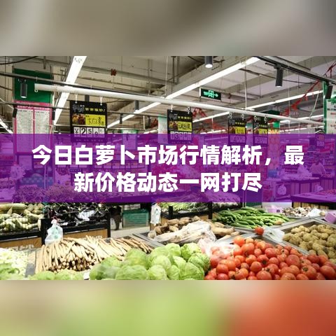 今日白蘿卜市場行情解析，最新價格動態(tài)一網(wǎng)打盡