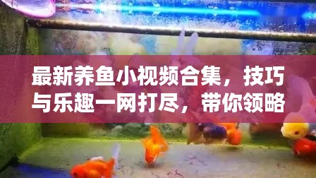 最新養(yǎng)魚小視頻合集，技巧與樂趣一網(wǎng)打盡，帶你領(lǐng)略養(yǎng)魚新境界
