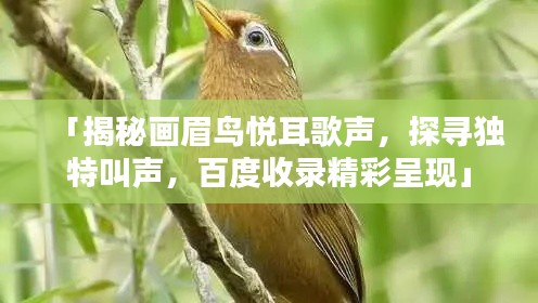 「揭秘畫眉鳥悅耳歌聲，探尋獨(dú)特叫聲，百度收錄精彩呈現(xiàn)」