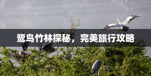 鷺鳥竹林探秘，完美旅行攻略