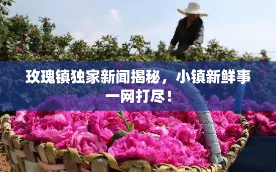 玫瑰鎮(zhèn)獨家新聞揭秘，小鎮(zhèn)新鮮事一網(wǎng)打盡！