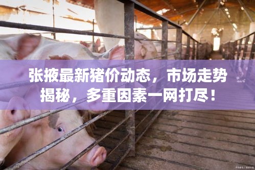 張掖最新豬價動態(tài)，市場走勢揭秘，多重因素一網(wǎng)打盡！