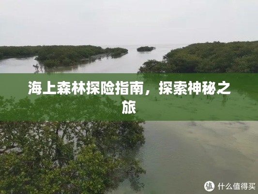 海上森林探險(xiǎn)指南，探索神秘之旅