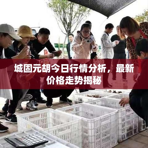 城固元胡今日行情分析，最新價(jià)格走勢(shì)揭秘