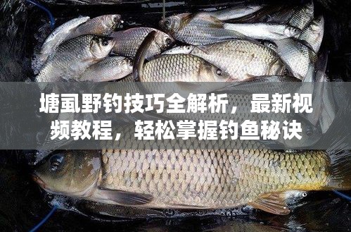 塘虱野釣技巧全解析，最新視頻教程，輕松掌握釣魚秘訣