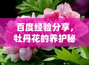 百度經(jīng)驗(yàn)分享，牡丹花的養(yǎng)護(hù)秘籍