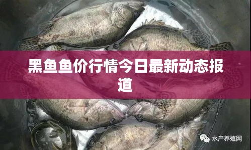 黑魚魚價行情今日最新動態(tài)報道