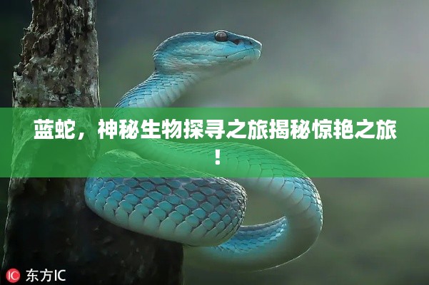 藍(lán)蛇，神秘生物探尋之旅揭秘驚艷之旅！