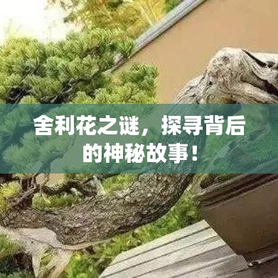 舍利花之謎，探尋背后的神秘故事！