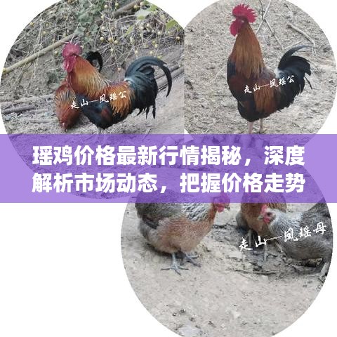 瑤雞價(jià)格最新行情揭秘，深度解析市場(chǎng)動(dòng)態(tài)，把握價(jià)格走勢(shì)！