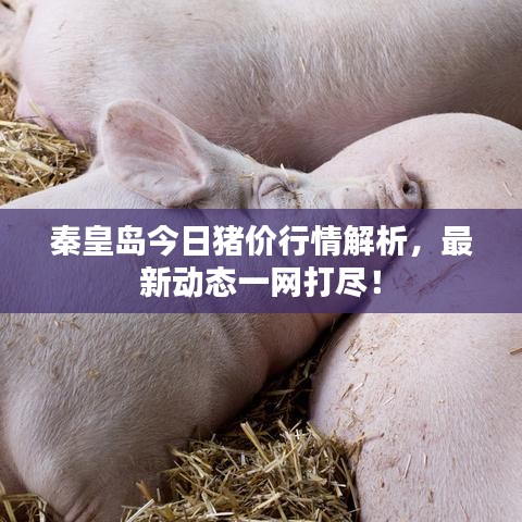 秦皇島今日豬價(jià)行情解析，最新動(dòng)態(tài)一網(wǎng)打盡！