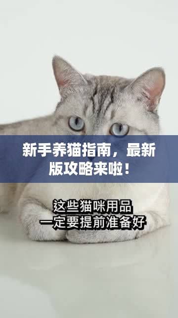 新手養(yǎng)貓指南，最新版攻略來啦！