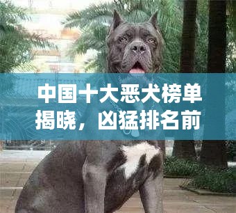 中國十大惡犬榜單揭曉，兇猛排名前十的犬種全解析