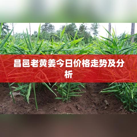 昌邑老黃姜今日價(jià)格走勢及分析