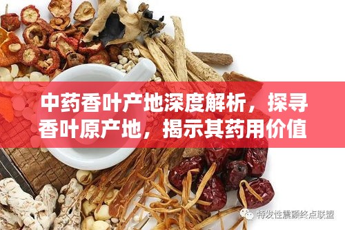中藥香葉產(chǎn)地深度解析，探尋香葉原產(chǎn)地，揭示其藥用價(jià)值