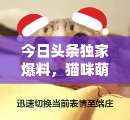 今日頭條獨(dú)家爆料，貓咪萌態(tài)視頻走紅，全網(wǎng)矚目引發(fā)關(guān)注熱潮