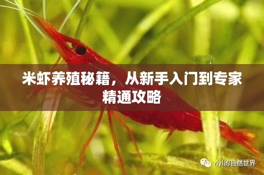 米蝦養(yǎng)殖秘籍，從新手入門到專家精通攻略