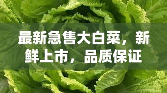 最新急售大白菜，新鮮上市，品質(zhì)保證！
