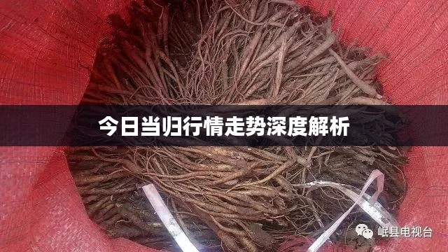 今日當(dāng)歸行情走勢深度解析