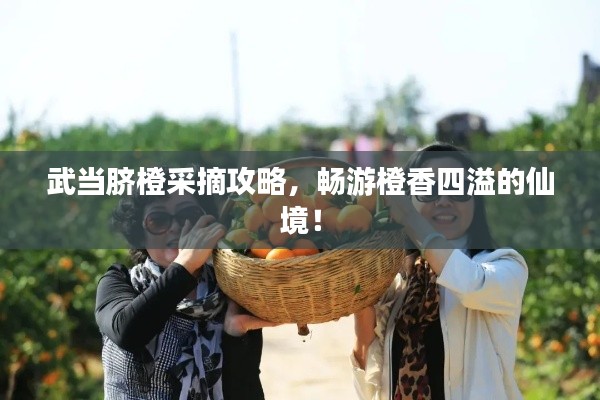 武當(dāng)臍橙采摘攻略，暢游橙香四溢的仙境！
