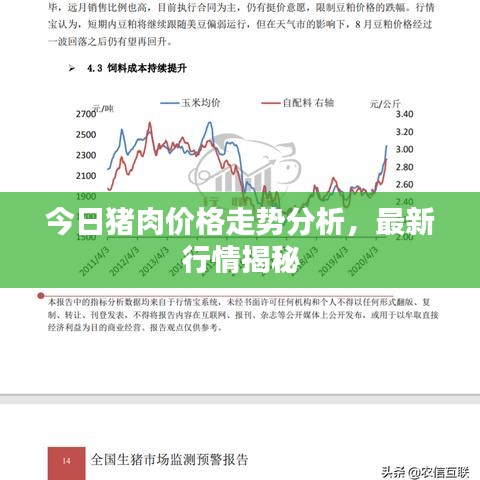 今日豬肉價(jià)格走勢分析，最新行情揭秘