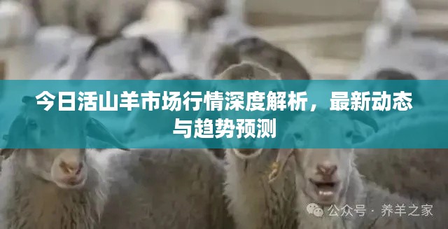今日活山羊市場行情深度解析，最新動態(tài)與趨勢預測