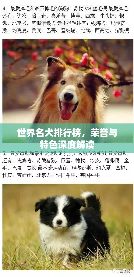 世界名犬排行榜，榮譽(yù)與特色深度解讀