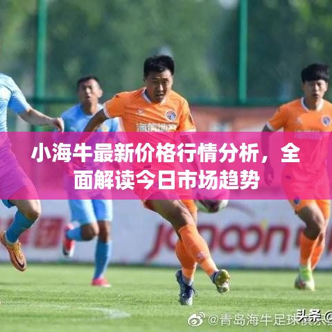 小海牛最新價格行情分析，全面解讀今日市場趨勢