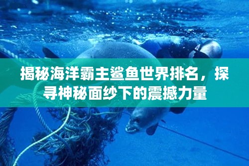 揭秘海洋霸主鯊魚世界排名，探尋神秘面紗下的震撼力量